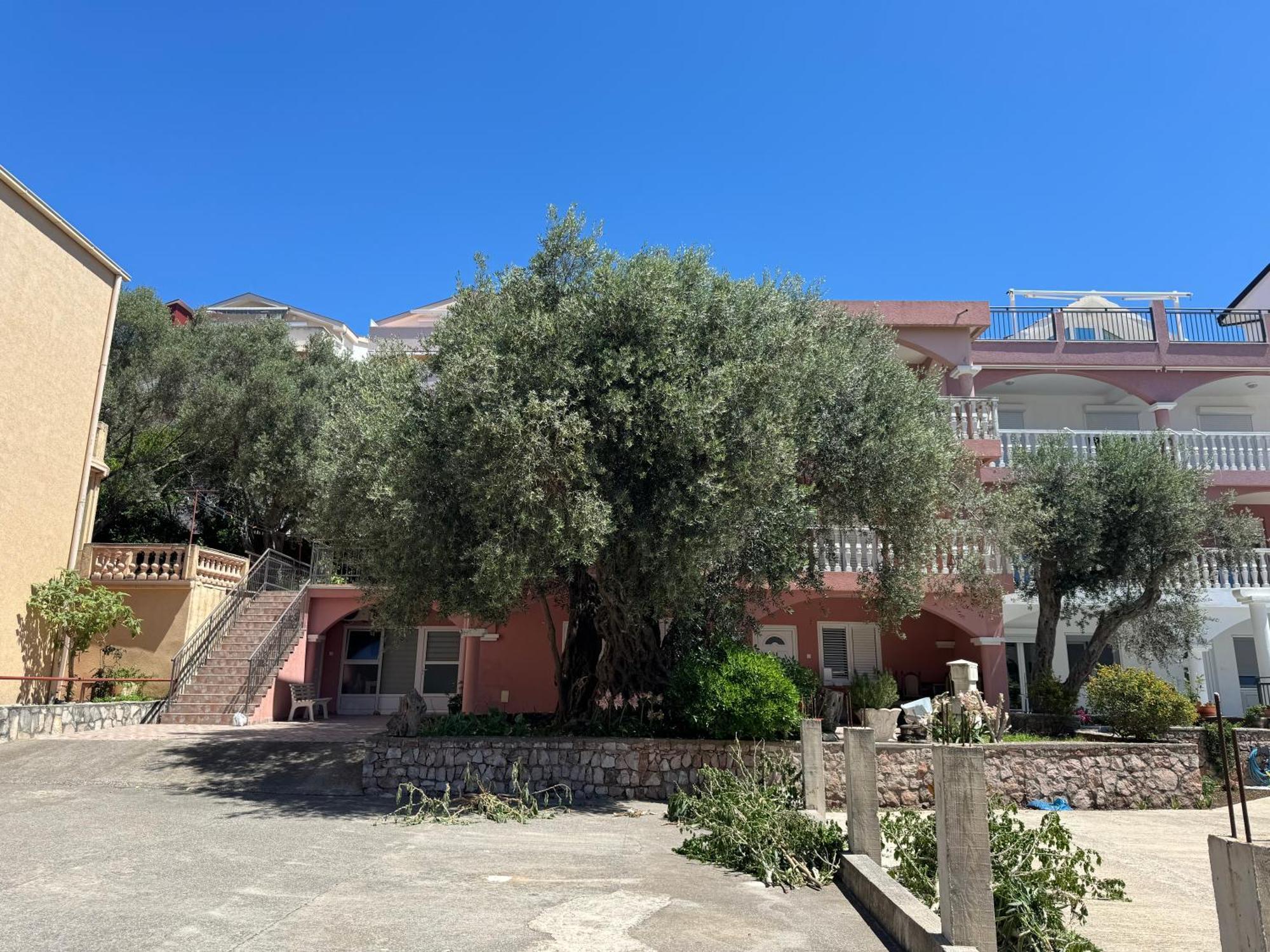 Apartment Olive Przno 1 - Patio - Two Parking Spots Budva